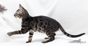 braune Leopardenkatze